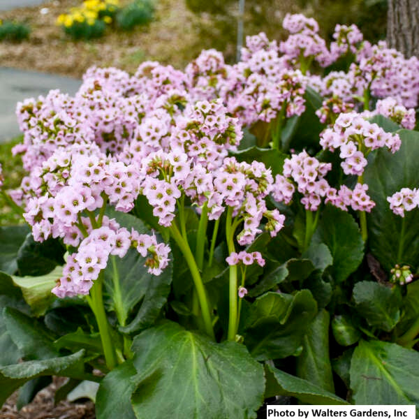 Heartleaf Bergenia
