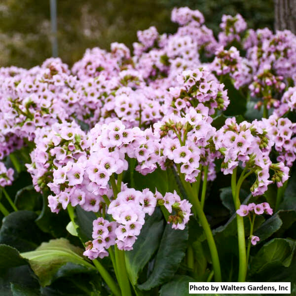 Heartleaf Bergenia