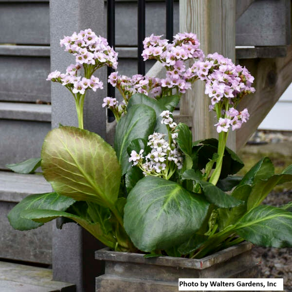 Heartleaf Bergenia