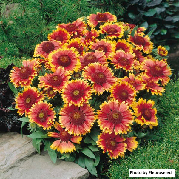 Blanket Flower 'Arizona Sun'