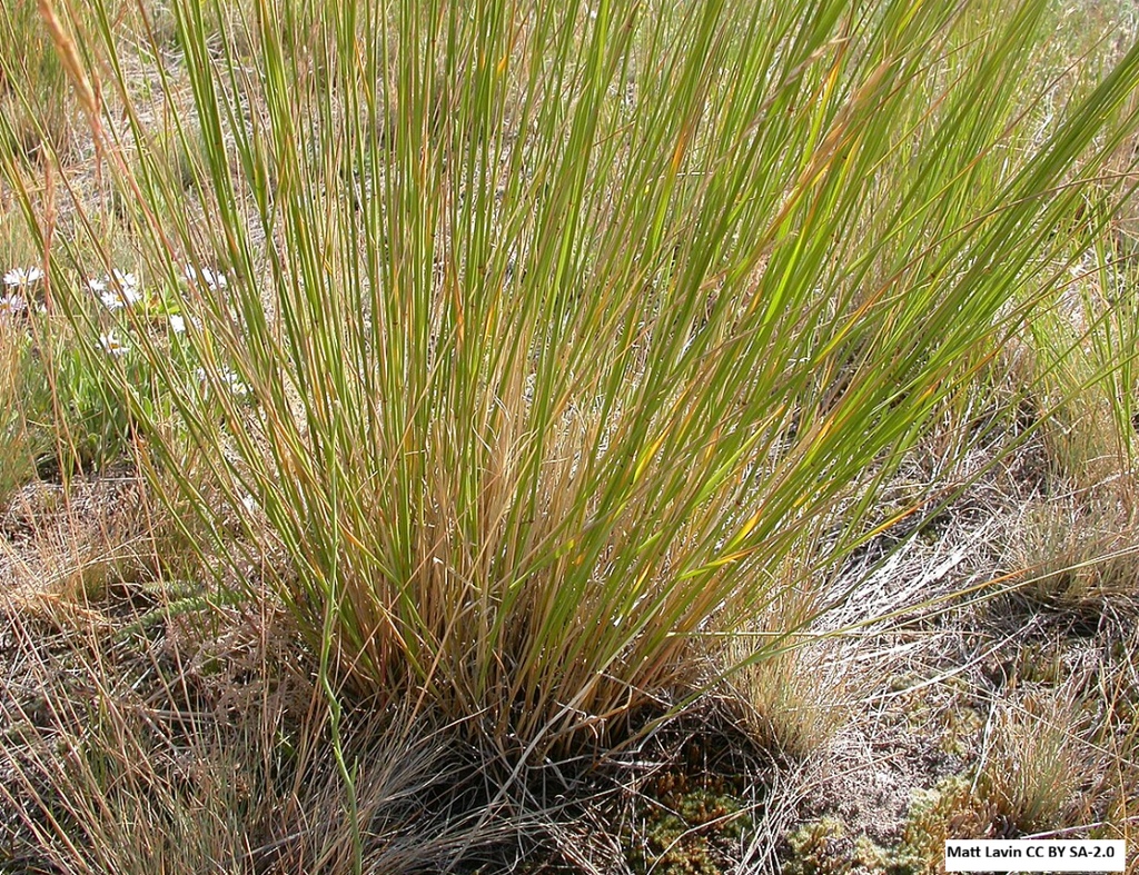 Blue Bunch Wheatgrass