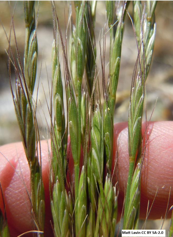 Blue Bunch Wheatgrass