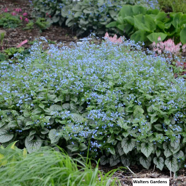 Jack Frost Siberian Bugloss