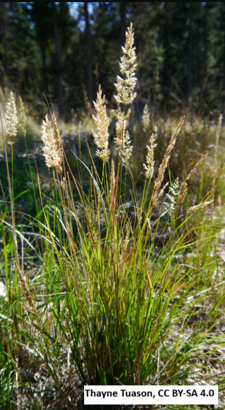 Pinegrass