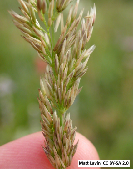 Pinegrass