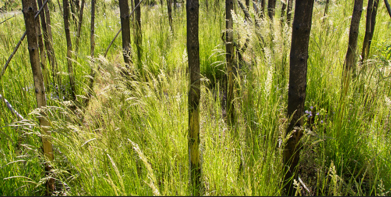 Pinegrass