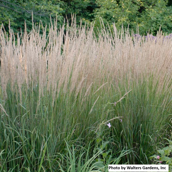 Feather Reed Grass - 'Karl Foerster'