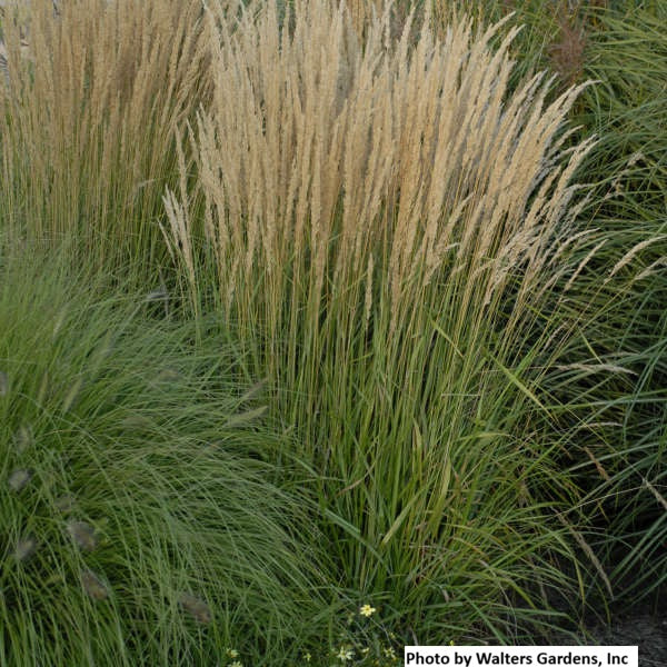 Feather Reed Grass - 'Karl Foerster'