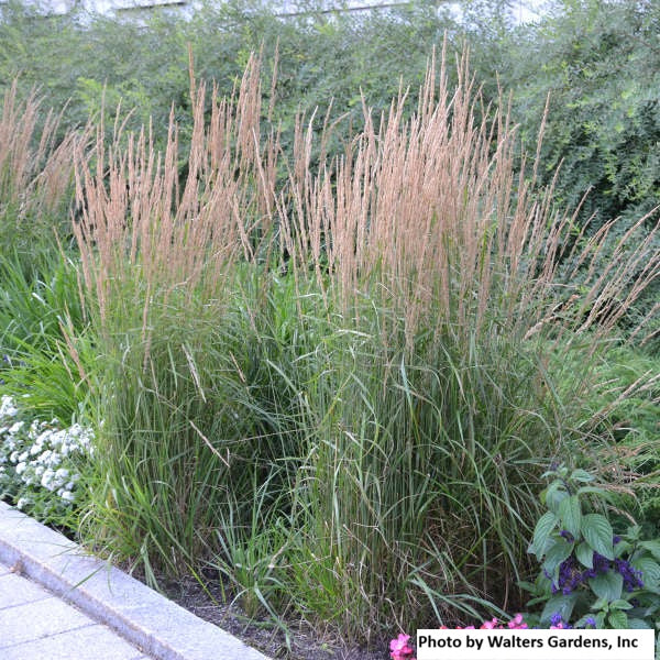Feather Reed Grass - 'Karl Foerster'