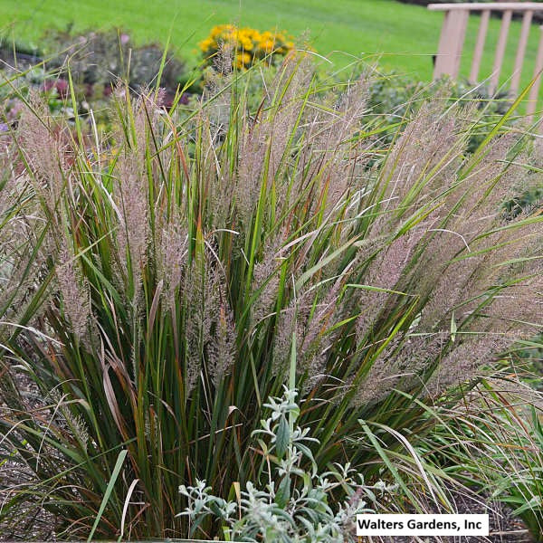 Korean Feather Reed Grass