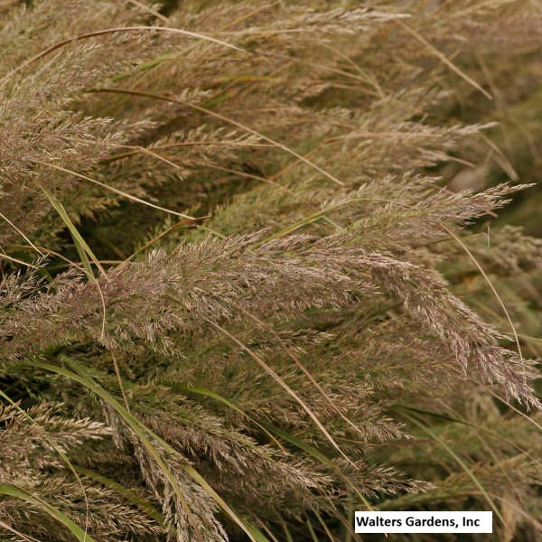 Korean Feather Reed Grass