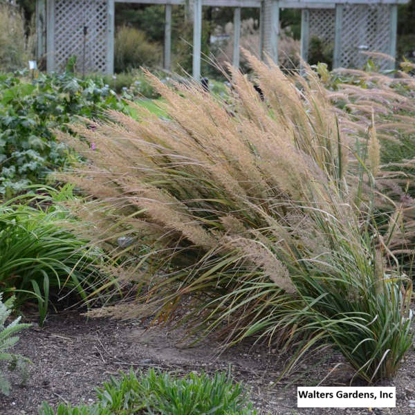 Korean Feather Reed Grass