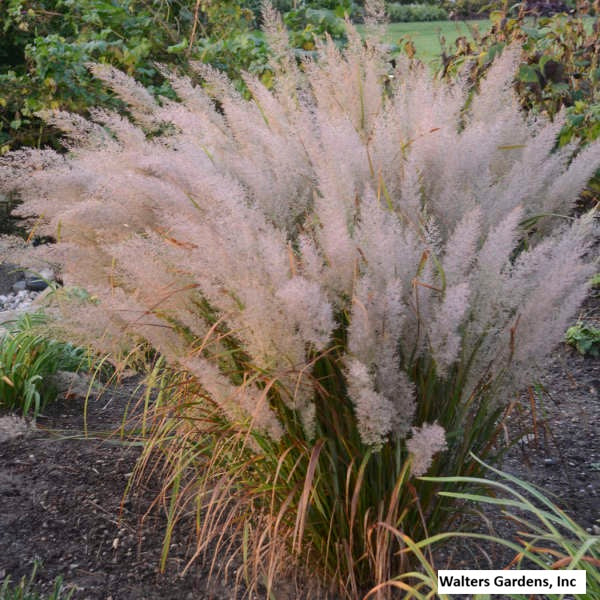 Korean Feather Reed Grass