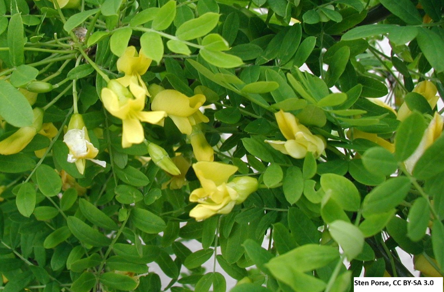 Siberian Pea Shrub