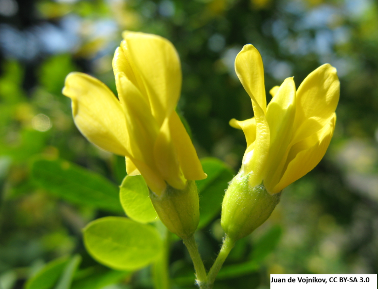 Siberian Pea Shrub