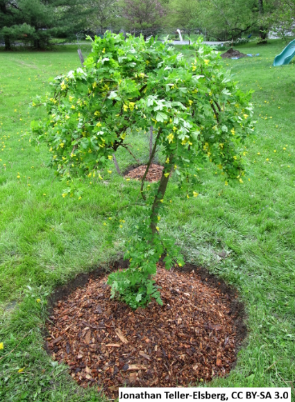 Siberian Pea Shrub