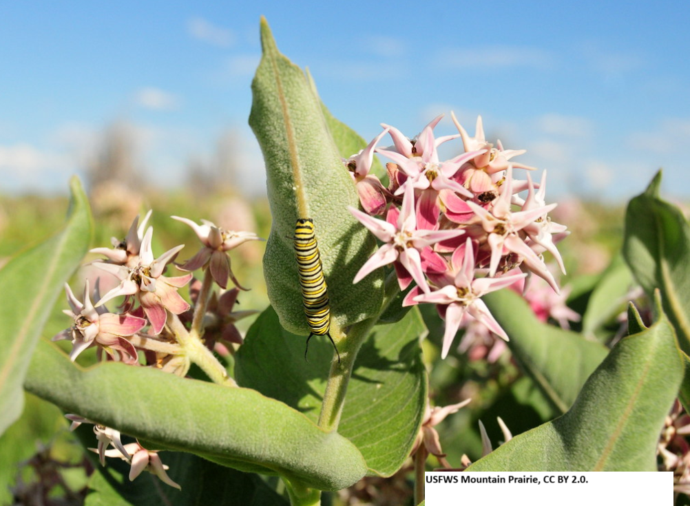 Showy Milkweed