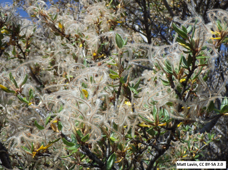 Curl-leaf Mountain Mahogany