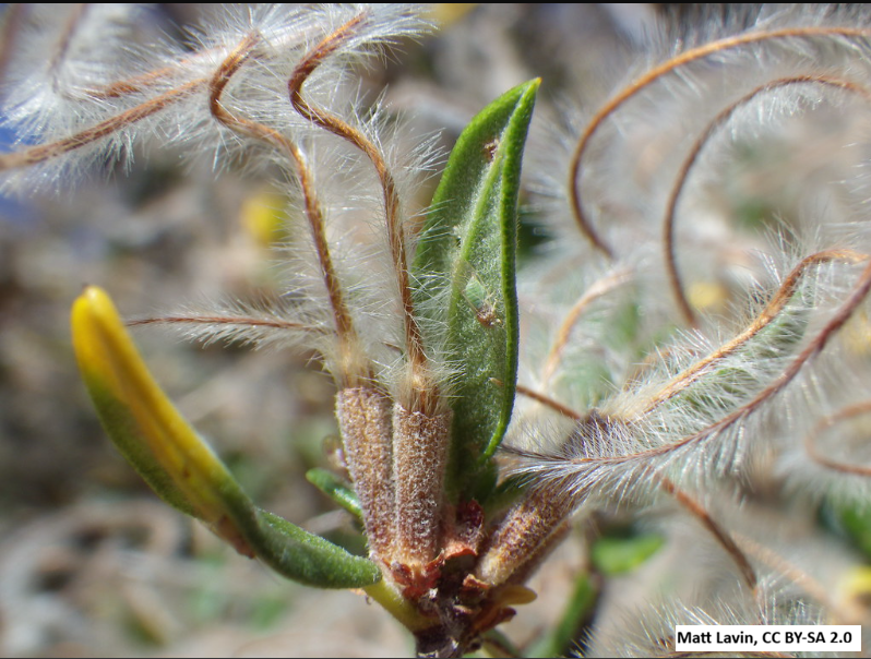 Curl-leaf Mountain Mahogany
