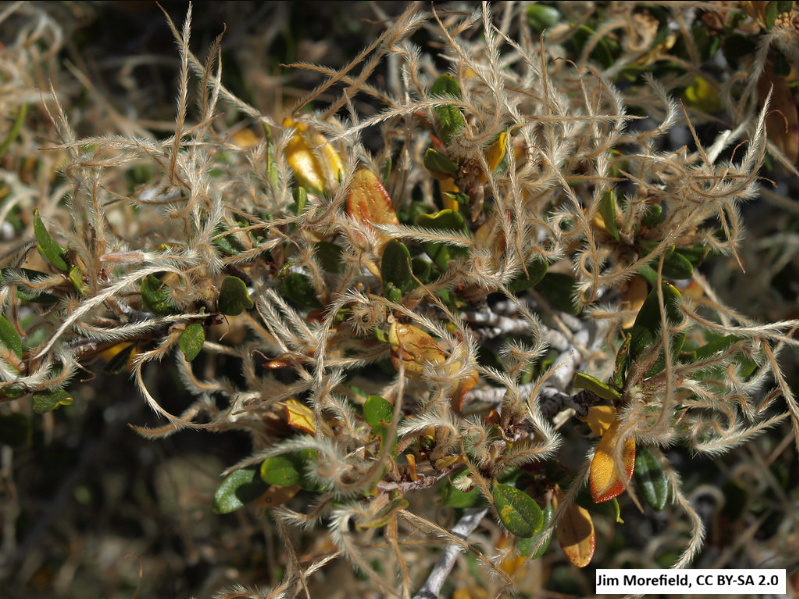 Curl-leaf Mountain Mahogany