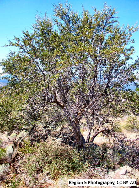 Curl-leaf Mountain Mahogany