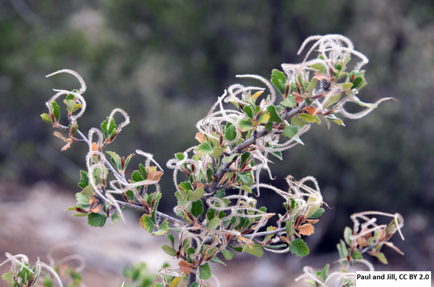 True Mountain Mahogany