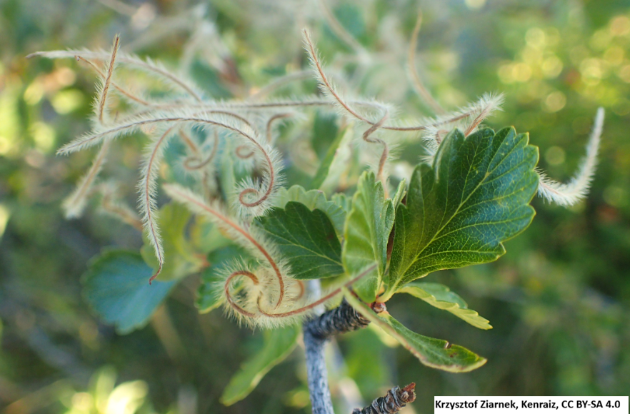 True Mountain Mahogany