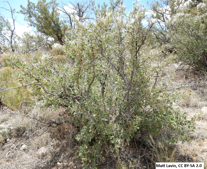 True Mountain Mahogany