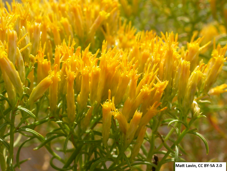 Low Rubber Rabbitbrush