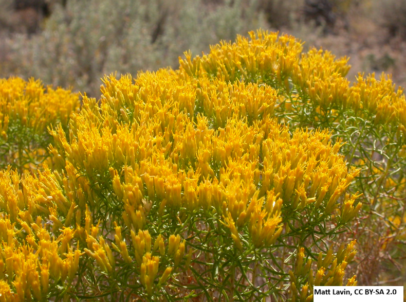 Low Rubber Rabbitbrush