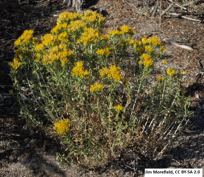 Low Rubber Rabbitbrush