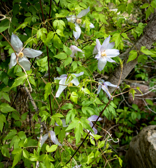 Western Clematis