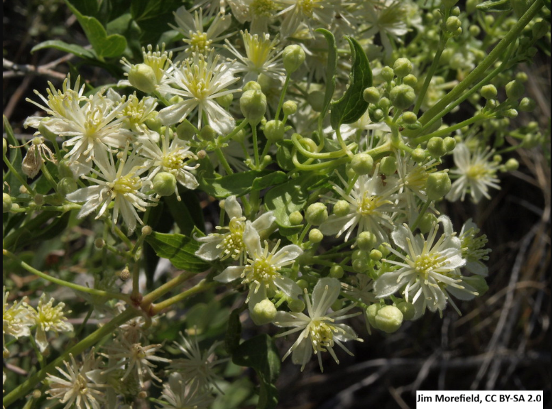 Western Clematis