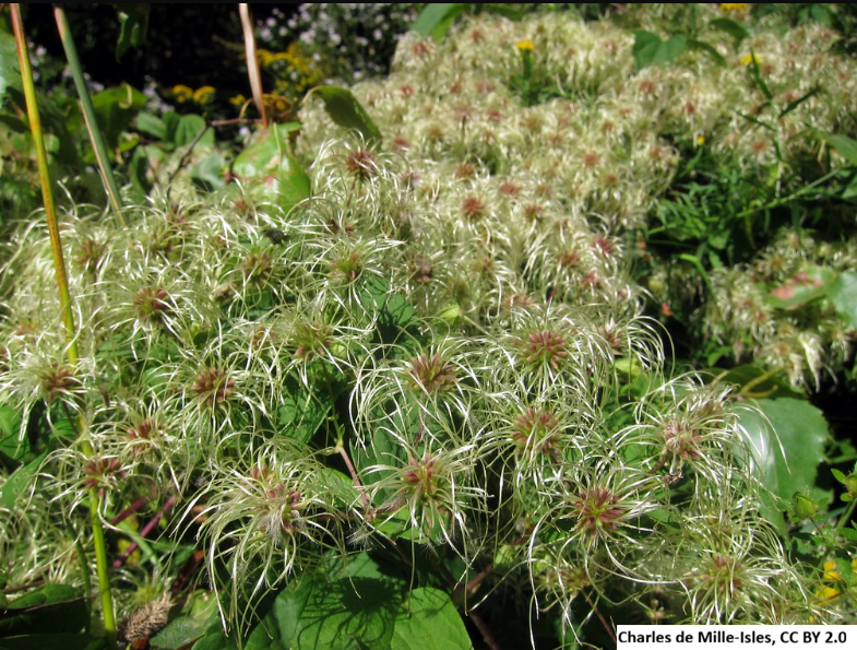 Western Clematis
