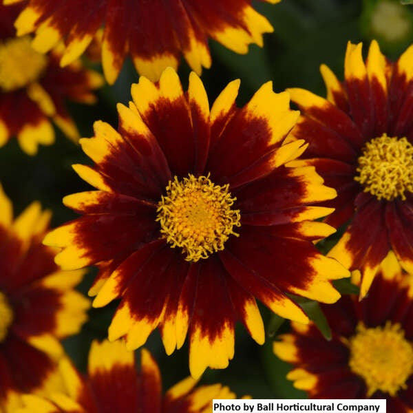 Tickseed UPTICK™ Red