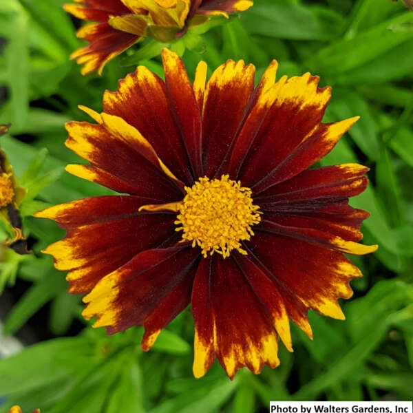 Tickseed UPTICK™ Red