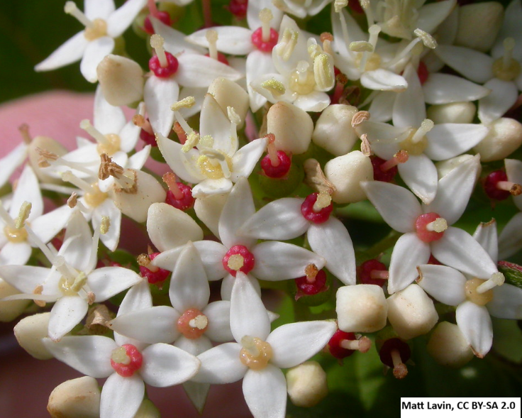 Redosier Dogwood