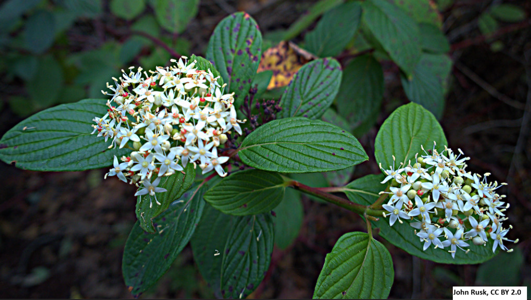 Redosier Dogwood