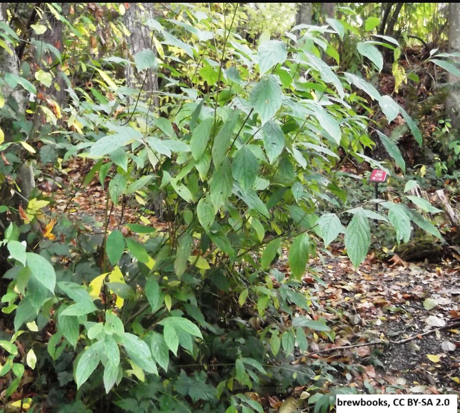 Redosier Dogwood