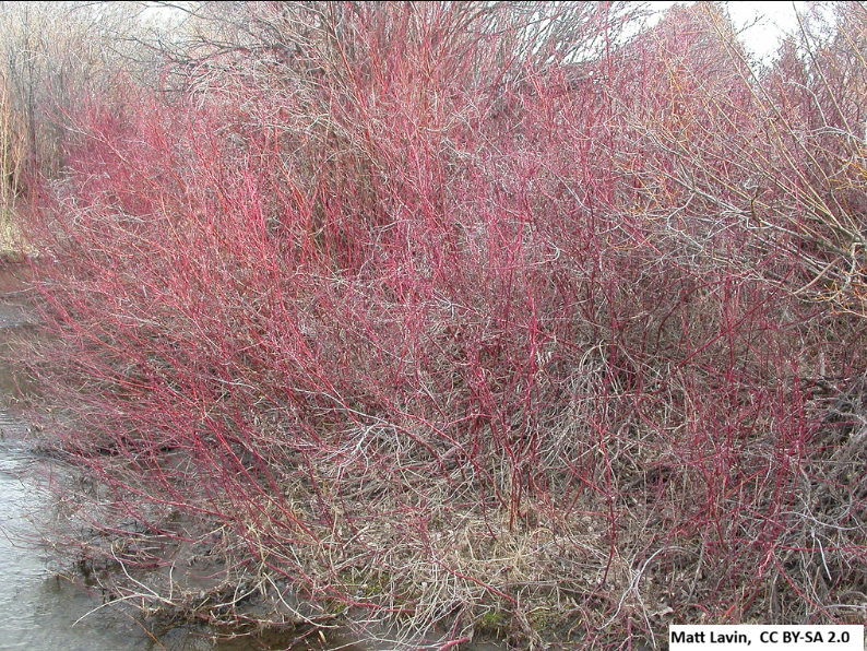Redosier Dogwood