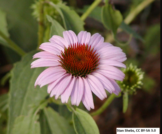 Purple Coneflower