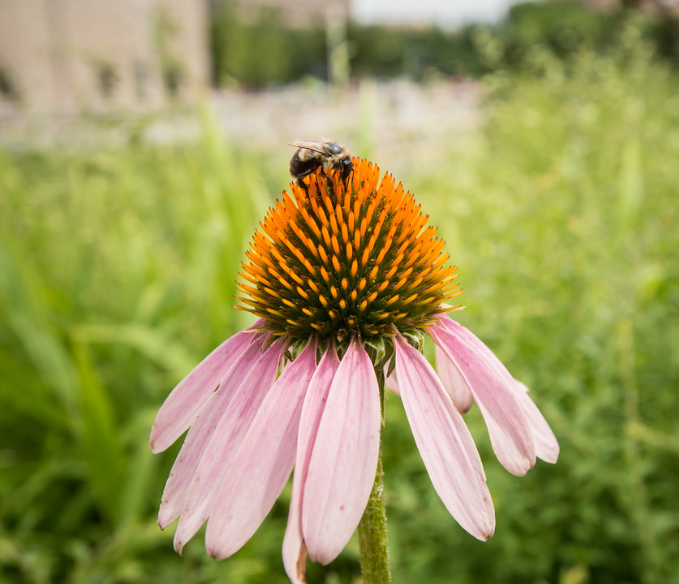 Purple Coneflower