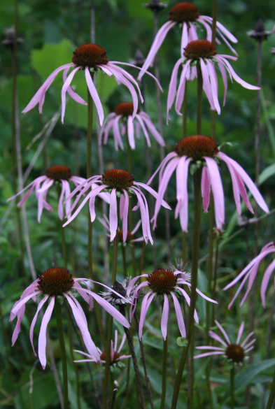 Purple Coneflower