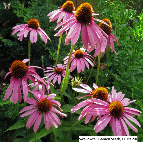 Purple Coneflower