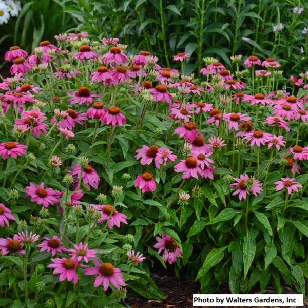Purple Coneflower 'PowWow Wild Berry'