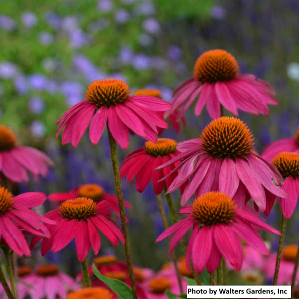 Purple Coneflower 'PowWow Wild Berry'