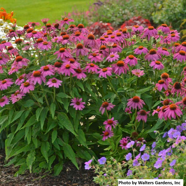 Purple Coneflower 'PowWow Wild Berry'
