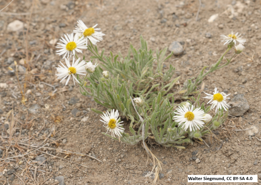 Threadleaf Fleabane