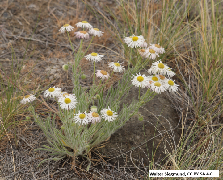 Threadleaf Fleabane