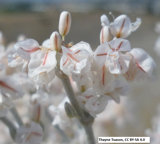 Snow Buckwheat